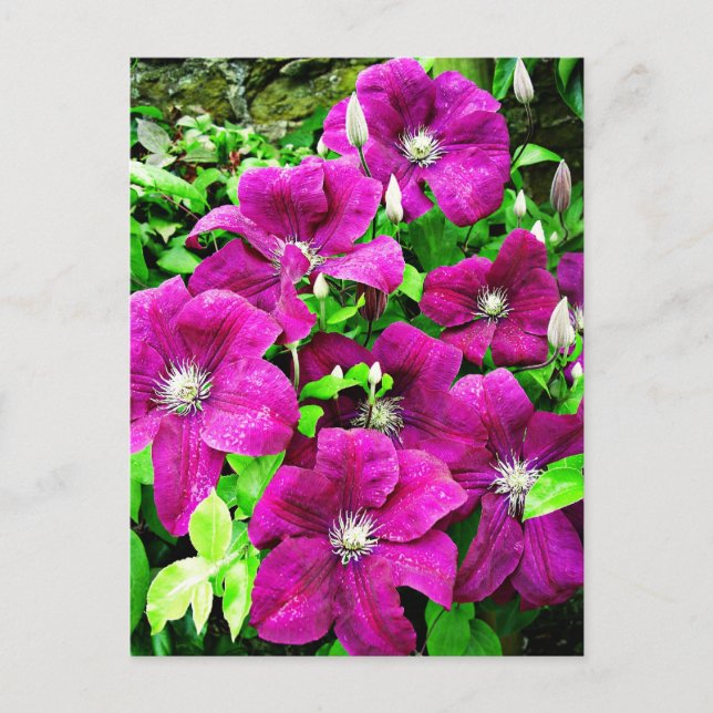 Clematis Flowers Postcard (Front)
