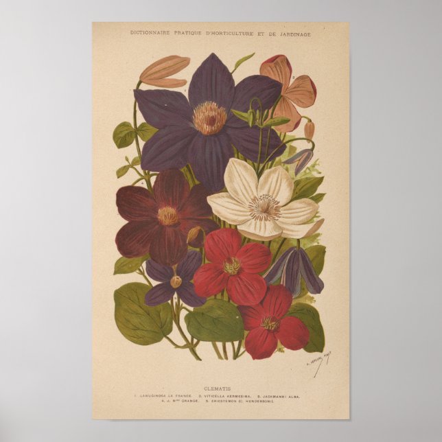 Clematis | George Nicholson Poster (Front)