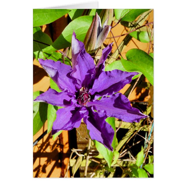 CLEMATIS GREETING CARD (Front)