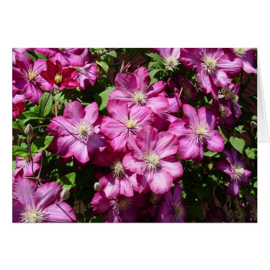 Clematis in Bloom Cards (Front Horizontal)