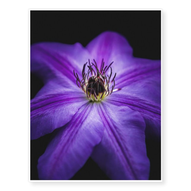 Clematis in Bloom Temporary Tattoos (Front)