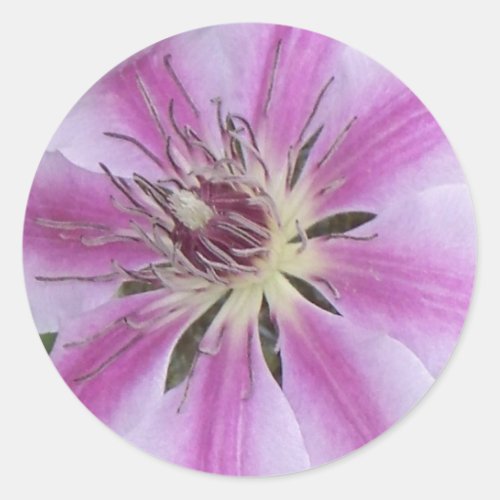 Clematis Nelly Moser Classic Round Sticker