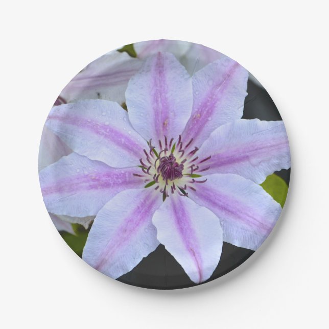 Clematis Paper Plate (Front)