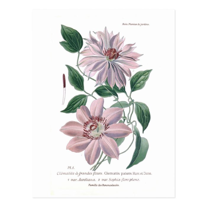 Clematis patens post card