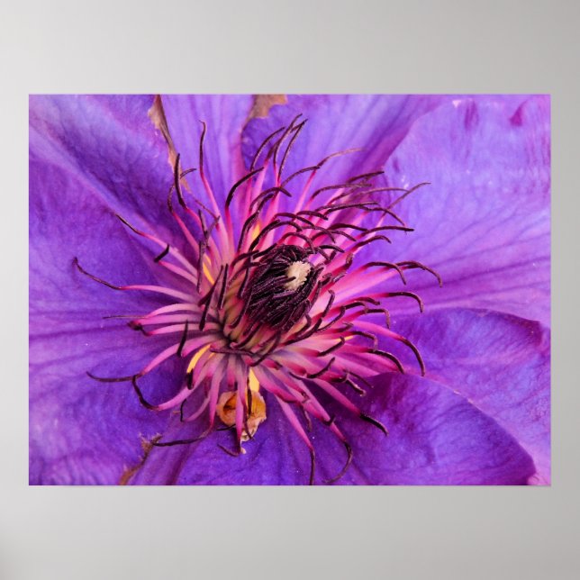 CLEMATIS POSTER (Front)