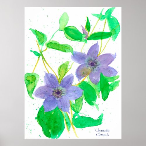 Clematis Purple Watercolor Flower Botanical Poster
