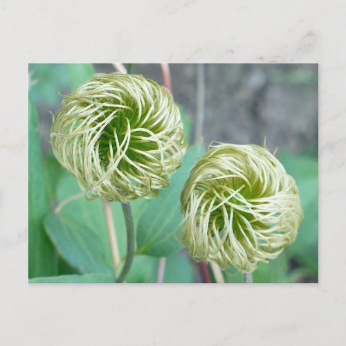 Clematis Seed Head Postcard