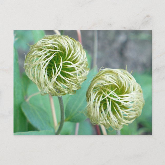 Clematis Seed Head Postcard (Front)