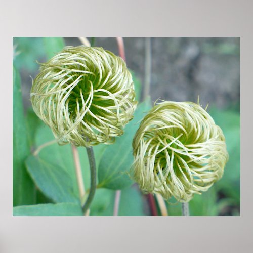 Clematis Seed Head Poster
