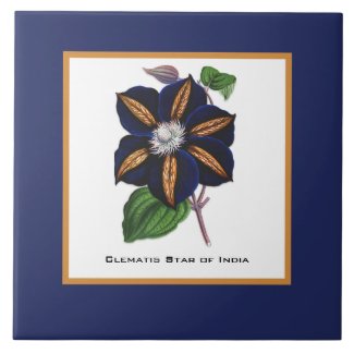 Clematis Star of India Botanical Illustration