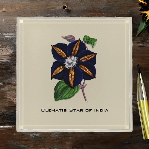 Clematis Star of India Botanical Illustration Paperweight