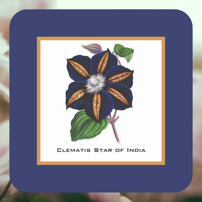 Clematis Star of India Botanical Illustration Square Paper Coaster (Creator Uploaded)