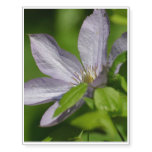 Clematis Temporary Tattoos