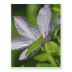 Clematis Temporary Tattoos