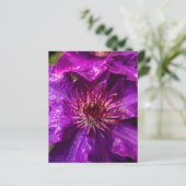 Clematis The President (Standing Front)