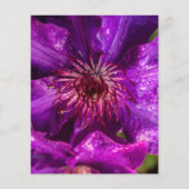 Clematis The President (Back)