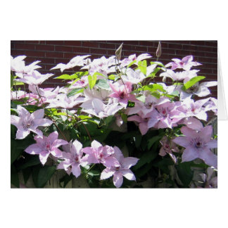 Clematis Vine Cards