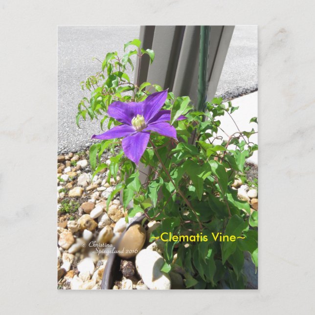 Clematis vine purple Flowers Spiegeland Postcard (Front)
