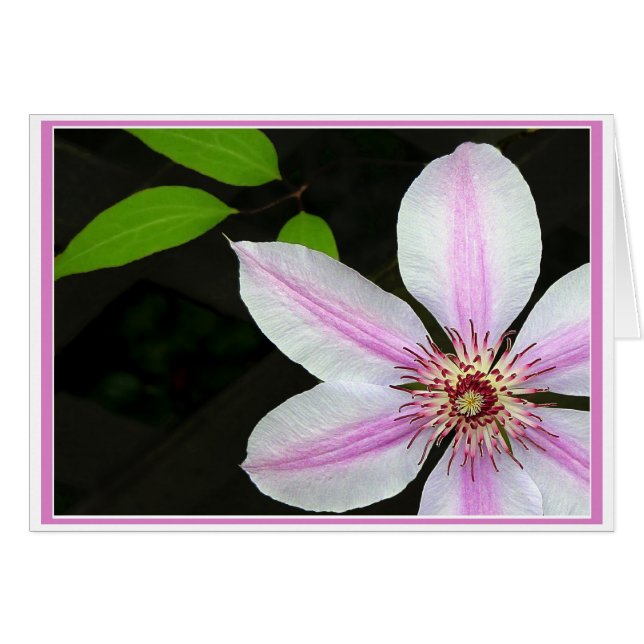 Clematis With Leaves Cards (Front Horizontal)