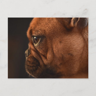 Clémentine Postcard