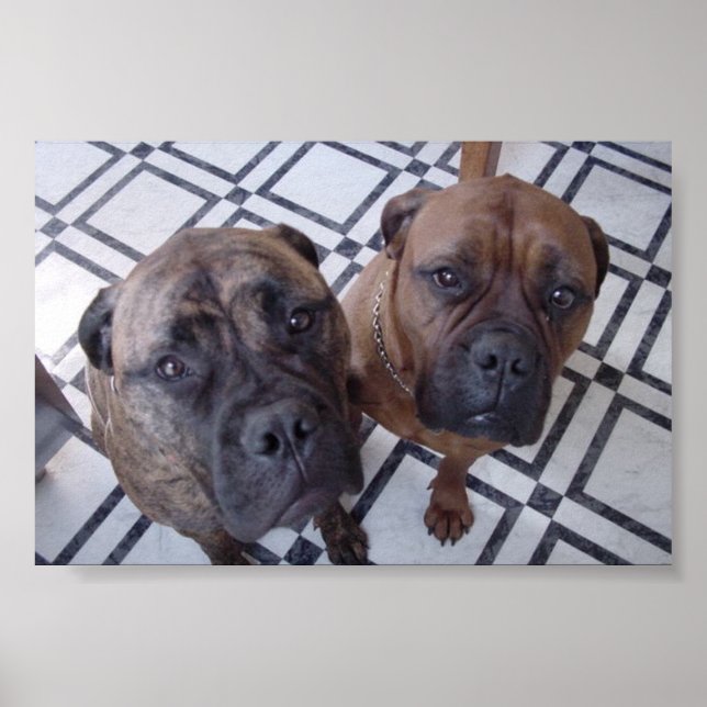 Cleo and Luna Poster (Front)