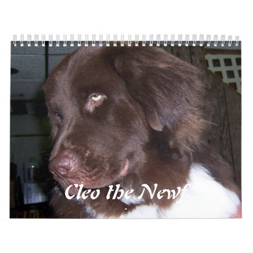 Cleo the Newfoundland dog Calendar