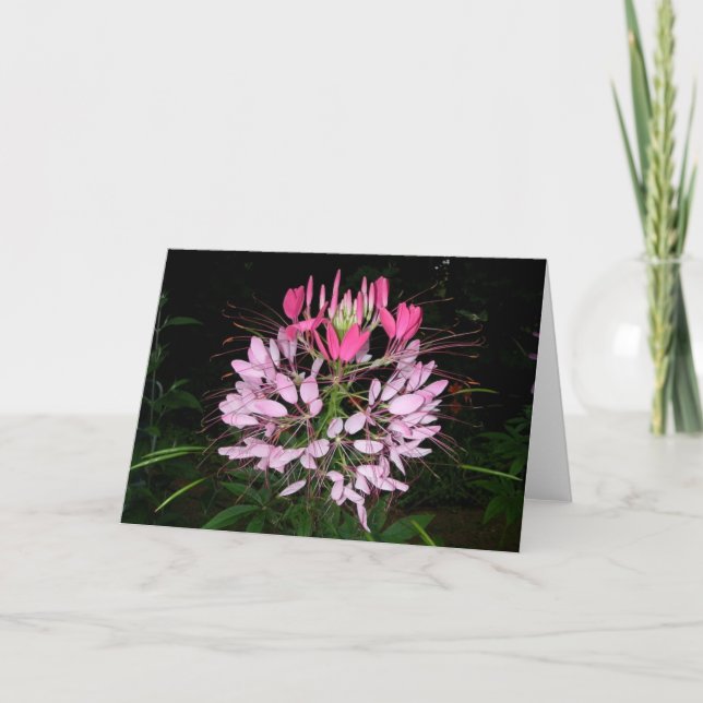 Cleome Card (Front)