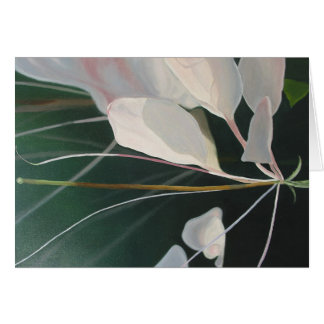Cleome Cards