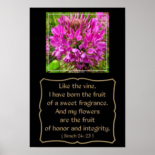 Cleome Flower with Bible Verse from Sirach 24: 23 Poster (Front)