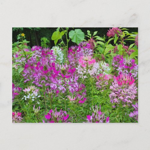 Cleome or Spider flower _ Purple White Pink Postcard