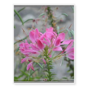 Cleome Temporary Tattoos