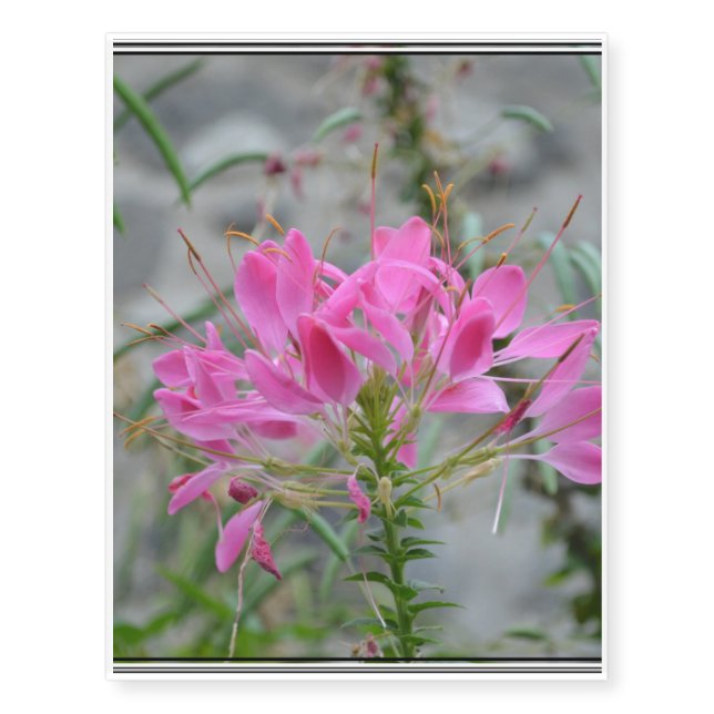 Cleome Temporary Tattoos (Front)