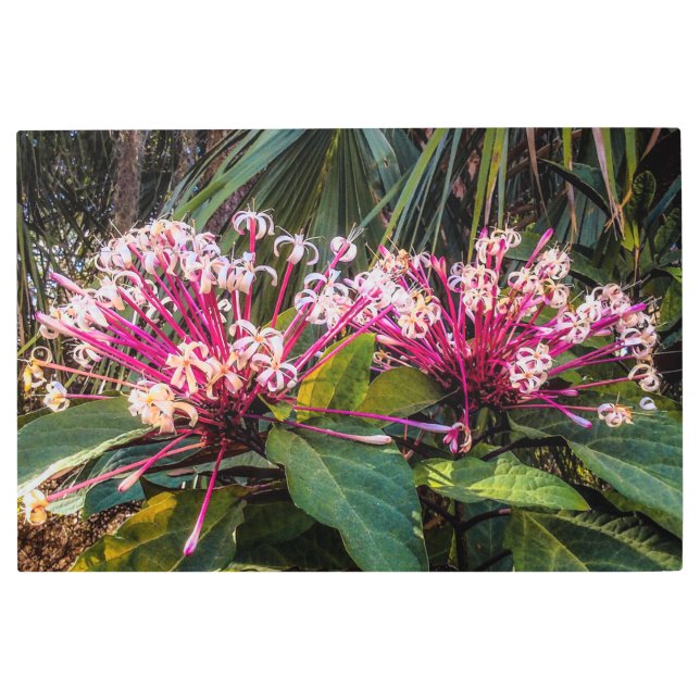 Clerodendrum Starburst Flowers  Metal Print (Front)