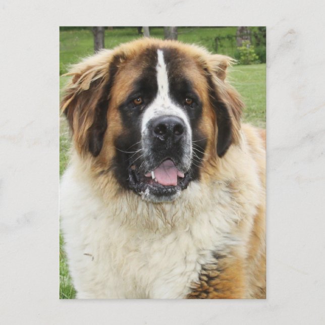 Cletus - Saint Bernard Postcard (Front)