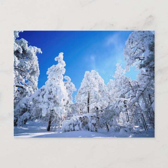 Cleveland National Forest Postcard (Front)