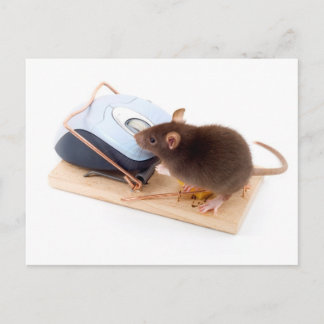 Clever Mouse Postcard
