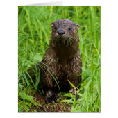 Clever River Otter (Front)