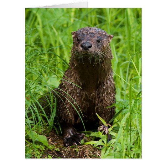 Clever River Otter Cards (Front)