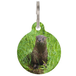 Clever River Otter Pet ID Tag