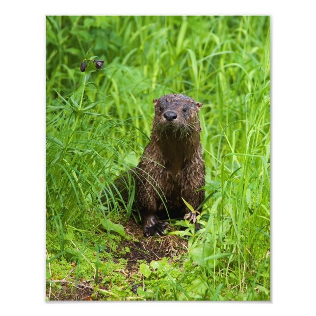 Clever River Otter Photo Print (Front)