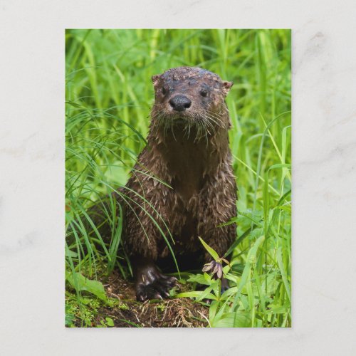 Clever River Otter Postcard