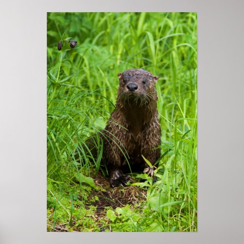 Clever River Otter Poster