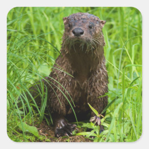 Clever River Otter Square Sticker