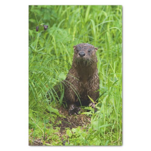 Clever River Otter Tissue Paper