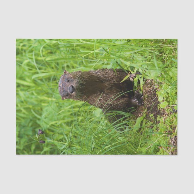 Clever River Otter Tissue Paper (Front)