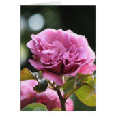 Climbing Angel Face 196 (Front)