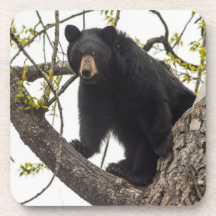 Climbing Black Bear Beverage Coaster