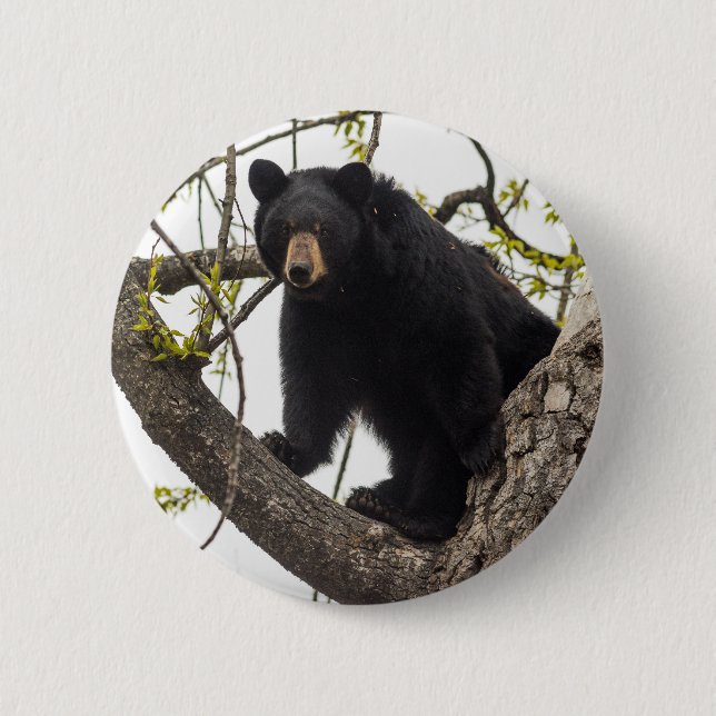 Climbing Black Bear Button (Front)