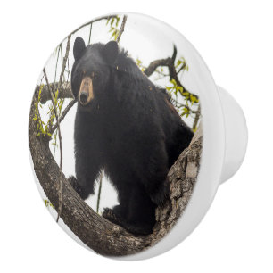 Climbing Black Bear Ceramic Knob