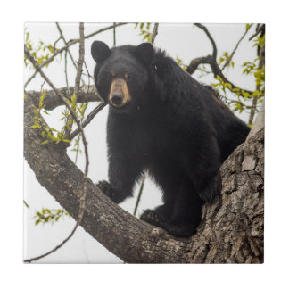 Climbing Black Bear Ceramic Tile